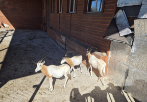Zdjęcie 3 na 20