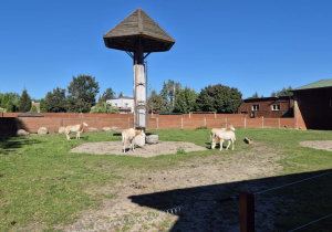 Zdjęcie 10 na 20